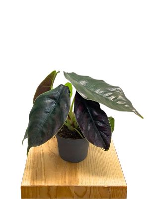 ALT: Alocasia Azlanii Elephant's Ear