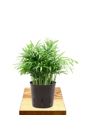 Idrocoltura - Palma di montagna Chamaedorea Elegans