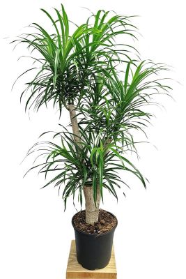 Dracaena Anita verzweigt