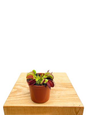 Venusfliegenfalle Dionaea Fleischfressende Pflanze