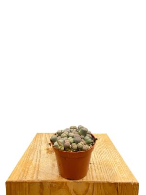 Lebende Steine Lithops