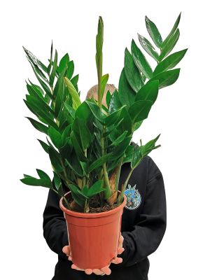 Glücksfeder Zamioculcas Zamiifolia