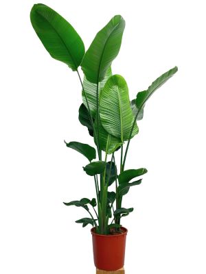 Strelitzia Nicolai - Gross