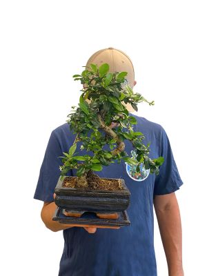 Bonsai Carmona Microphylla - Ø15cm
