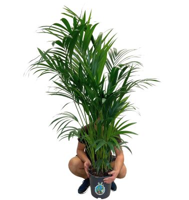 Kentiapalme Howea forsteriana