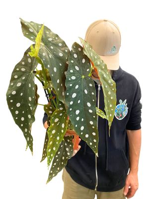 Begonia Maculata Wightii 