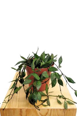 ALT: Hoya krohniana Black Leaves