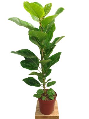 ALT: Goldene Geigenfeige Ficus Altissima