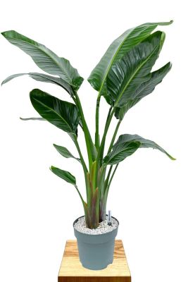 Strelitzia Nicolai
