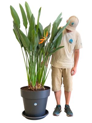 Paradiesvogelblume Strelitzia Reginae XL