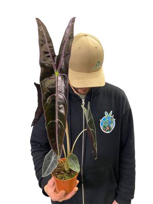 Alocasia Longiloba Purple