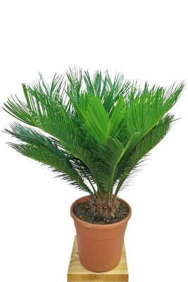 Palmfarn Cycas Revoluta - Ø24 cm
