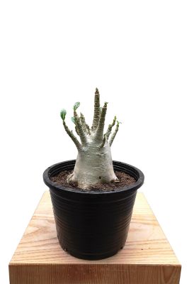 Wüstenrose Adenium Arabicum Baobab