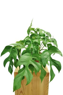 Monstera Minima