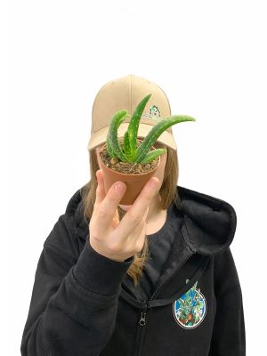 Baby Aloe Vera Bio