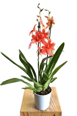 Orchidee Nelly Isler Orange