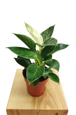 Philodendron White Wave