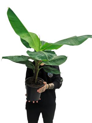 Zimmerbanane Musa Dwarf Cavendish