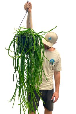 Hänger - Korallenkaktus Rhipsalis paradoxa