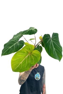 Philodendron Gloriosum