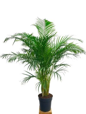 Areca Goldfruchtpalme Tuff