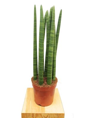 Bogenhanf Sansevieria Straight