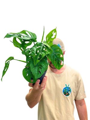 Monstera Monkey Leaf