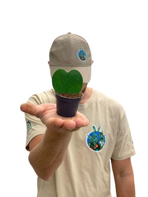 Herzblatt- Pflanze Hoya Kerrii