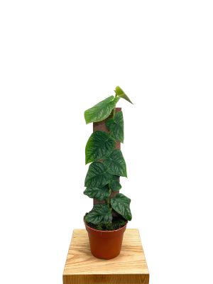 Monstera Dubia