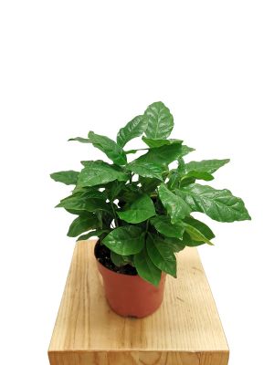 Kaffeebaum Coffea Arabica