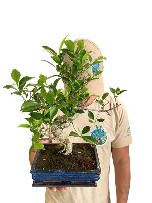 Bonsai Ficus Retusa - Ø20 cm