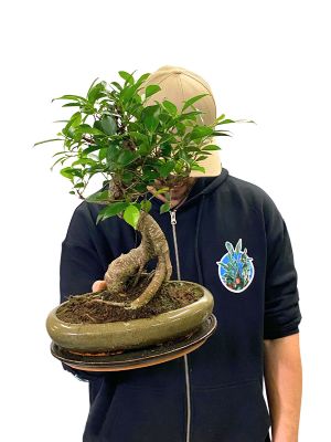 Bonsai Ficus Retusa