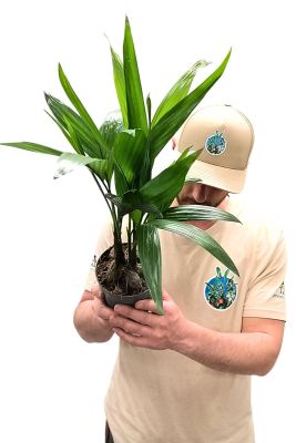 Betelnusspalme Areca Catechu