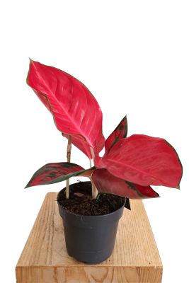 Aglaonema Chili Red