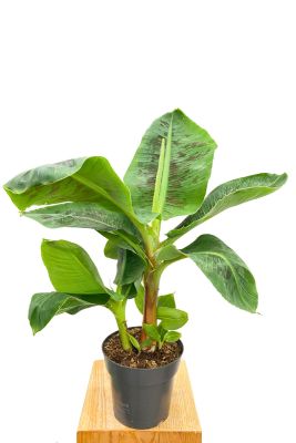 Zimmerbanane Musa Dwarf Cavendish