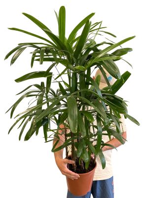Steckenpalme Rhapis Excelsa - Ø24 cm