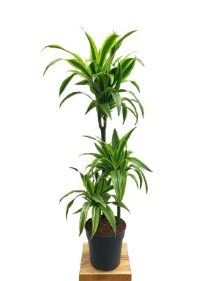 Dracaena Lemon Lime