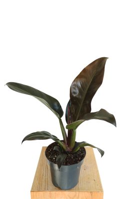 Philodendron Imperial Red - Ø14 cm