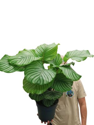 Calathea Orbifolia - Gross