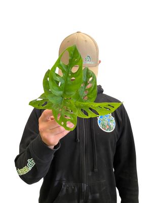 Baby Monstera Monkey Leaf