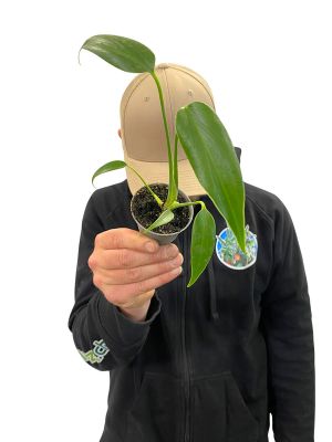 Baby Monstera Burle Marx Flame