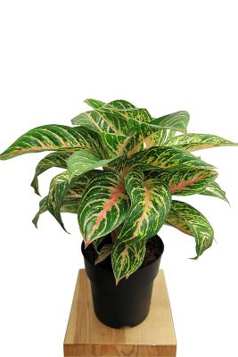 Aglaonema Cocomelon - Gross