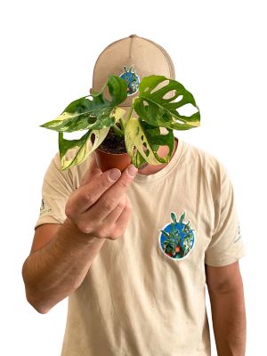 Baby Monstera Adansonii Variegata