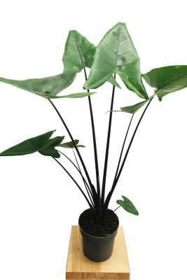 Alocasia Zebrina Black