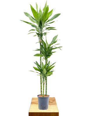 Hydro - Dracaena fragrans Janet Lind