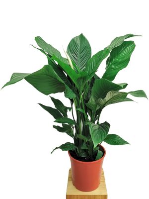 Einblatt Spathiphyllum Wallisii