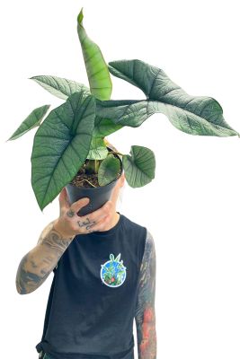 Alocasia Platinum
