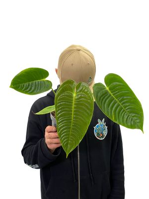 Anthurium Veitchii