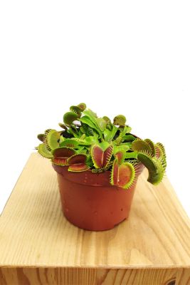 Venusfliegenfalle Dionaea Fleischfressende Pflanze 