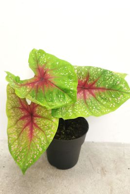 Buntwurz Caladium Lemon Blush